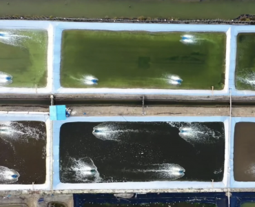 Así se reinventa la acuicultura en España: tecnología invisible, tradición viva y peces más felices